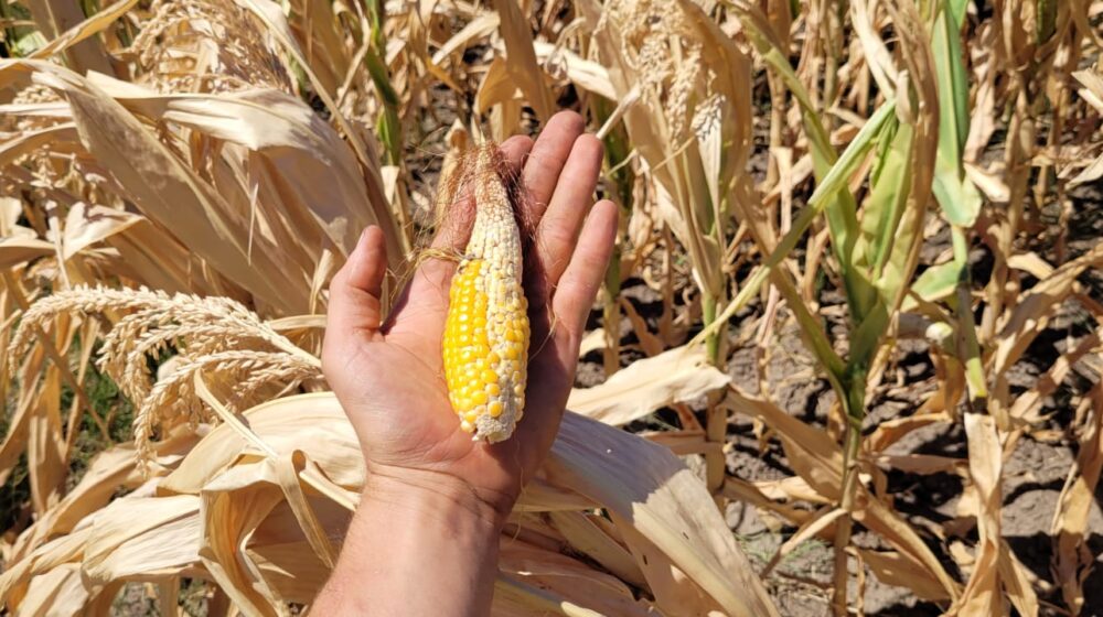 DSHV i LSV traže hitnu sednicu Skupštine grada Subotice zbog suše 1