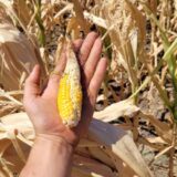 DSHV i LSV traže hitnu sednicu Skupštine grada Subotice zbog suše 7