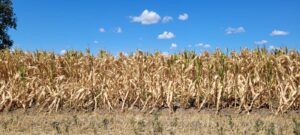 DSHV i LSV traže hitnu sednicu Skupštine grada Subotice zbog suše 2