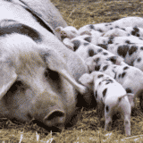 Afrička kuga svinja se širi kao požar: Dveri o sporoj reakciji vlasti zbog koje je ubijeno 19.500 svinja 6