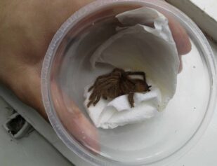 U autobusima zmije i žabe, u pošiljkama tarantule, a automobilima ptice: Koje životinje krijumčari švercuju preko granice 8