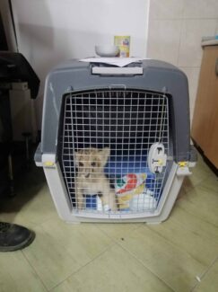 U transporteru Šta će biti sa lavićem koji je zaplenjen u Subotici: Jako brzo raste, ne sme da bude sa drugim mužjacima 3