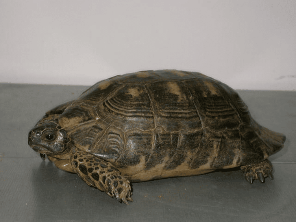 U autobusima zmije i žabe, u pošiljkama tarantule, a automobilima ptice: Koje životinje krijumčari švercuju preko granice 12