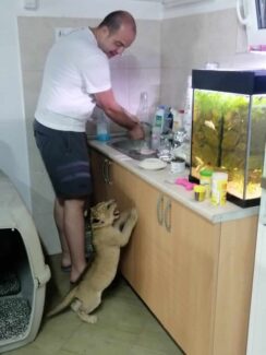 Veterinar sprema hranu u ambulanti Šta će biti sa lavićem koji je zaplenjen u Subotici: Jako brzo raste, ne sme da bude sa drugim mužjacima 2