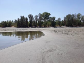 (FOTO) Kad Dunav "nestane": Nepregledni peščani sprudovi na Oficircu, Novosađani se osećaju kao na Kubi 10