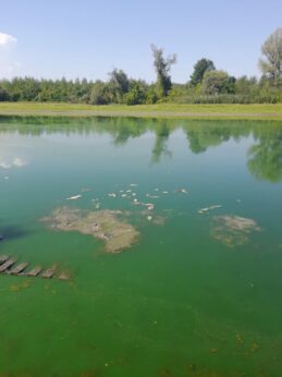 Uništen čitav riblji fond Aradačkog Ajlaša koji se, da je bilo volje, mogao spasiti 7
