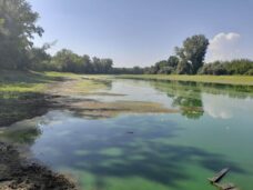 Uništen čitav riblji fond Aradačkog Ajlaša koji se, da je bilo volje, mogao spasiti 5