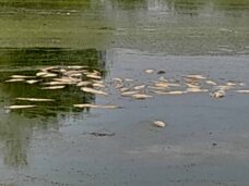 Uništen čitav riblji fond Aradačkog Ajlaša koji se, da je bilo volje, mogao spasiti 6