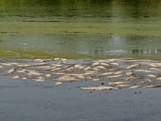 Uništen čitav riblji fond Aradačkog Ajlaša koji se, da je bilo volje, mogao spasiti 2