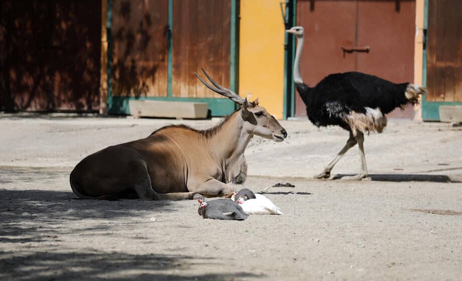 Antilopa ubila radnika u švedskom zoološkom vrtu 1