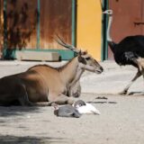 Antilopa ubila radnika u švedskom zoološkom vrtu 1