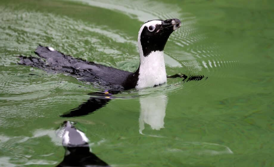 Pingvin u zoološkom vrtu u San Dijegu dobio ortopedsku obuću 1