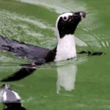 Pingvin u zoološkom vrtu u San Dijegu dobio ortopedsku obuću 11