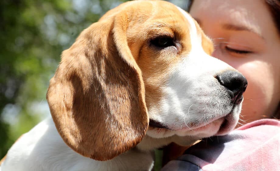 Dom traži 4.000 biglova koji su spaseni zlostavljanja u uzgajivačnici u SAD 1