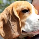 Dom traži 4.000 biglova koji su spaseni zlostavljanja u uzgajivačnici u SAD 2