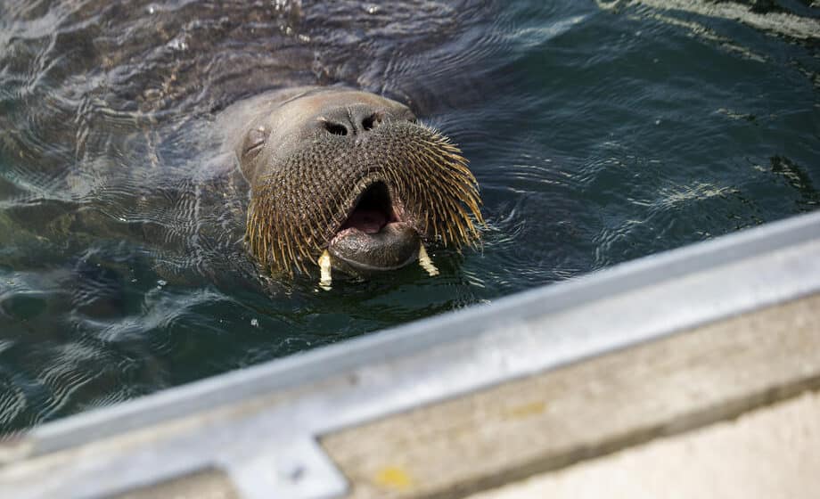 Norveške vlasti upozorile da će morž Freja, miljenik mnogih, biti uspavan ako ga radoznalci ne ostave na miru 1