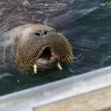 Norveške vlasti upozorile da će morž Freja, miljenik mnogih, biti uspavan ako ga radoznalci ne ostave na miru 13