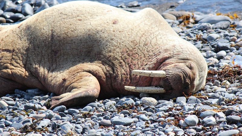 Vlasti Norveške uspavale ženku morža koja je privlačila posmatrače kod Osla 1