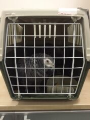 U autobusima zmije i žabe, u pošiljkama tarantule, a automobilima ptice: Koje životinje krijumčari švercuju preko granice 9