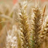Nova studija pokazala: Globalno zagrevanje može prouzrokovati veće prinose pšenice i oštrije skokove cena 3