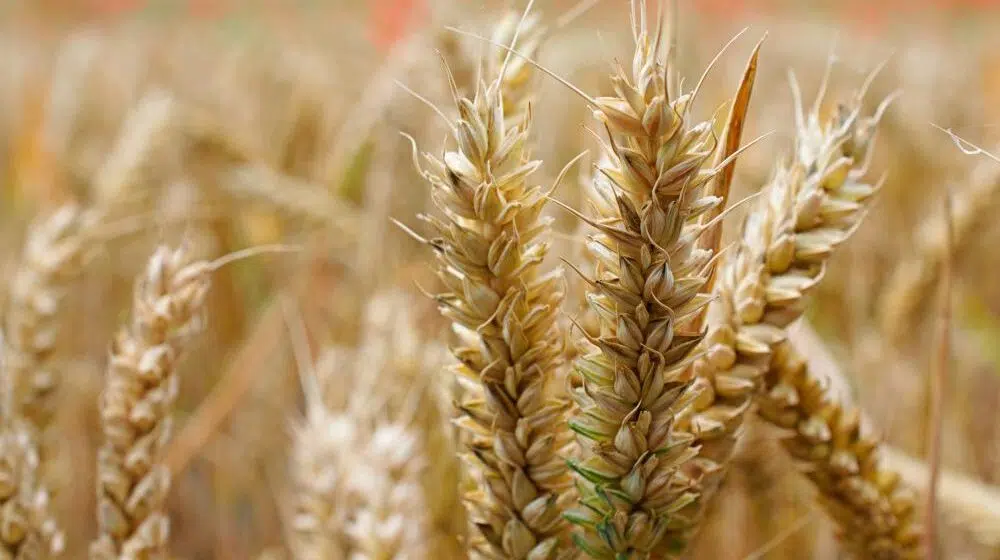 Nova studija pokazala: Globalno zagrevanje može prouzrokovati veće prinose pšenice i oštrije skokove cena 1
