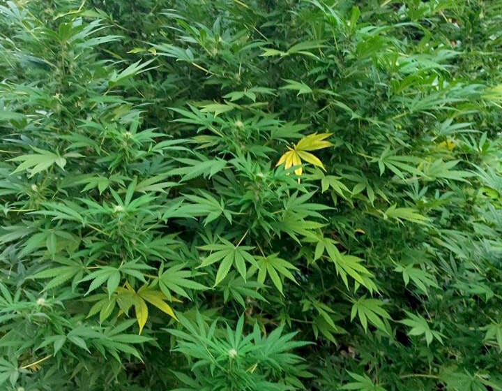 U Obrenovcu otkrilven zasad sa 60 stabljika kanabisa, MUP uhapsio osumnjičenog 1