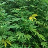 U Obrenovcu otkrilven zasad sa 60 stabljika kanabisa, MUP uhapsio osumnjičenog 4