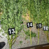 Uhapšen muškarac iz okoline Vladičinog Hana zbog sumnje na neovlašćenu proizvodnju kanabisa 6