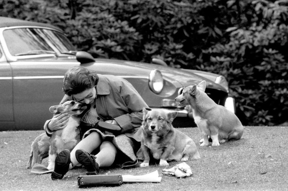 Kraljica Elizabeta Druga: Život u fotografijama 21 The Queen, sitting on a grassy bank with the corgis, at Virginia Water to watch competitors, including Prince Philip in the Marathon of the European Driving Championship, part of the Royal Windsor Horse Show, 1973