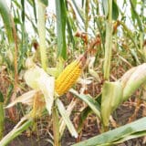 Na Produktnoj berzi kukuruz i pšenica skuplji više od četiri odsto u odnosu na prethodnu nedelju 12
