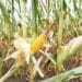 Na Produktnoj berzi kukuruz i pšenica skuplji više od četiri odsto u odnosu na prethodnu nedelju 9