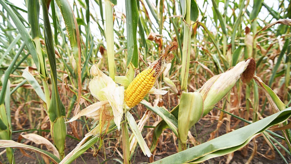 Na Produktnoj berzi kukuruz i pšenica skuplji više od četiri odsto u odnosu na prethodnu nedelju 1