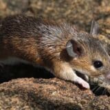 Životinje i medicina: Kako miš može da pomogne ljudima da se oporave od teških povreda 3