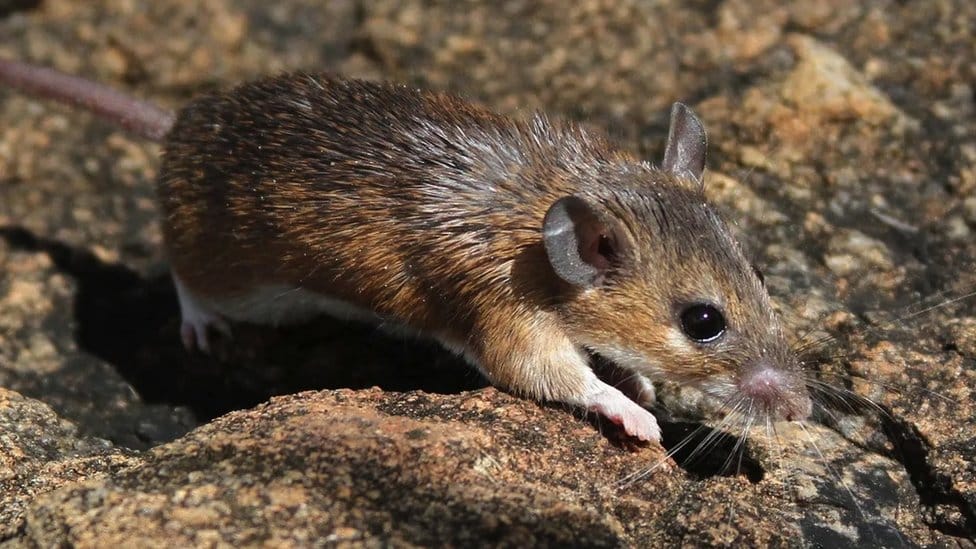 Životinje i medicina: Kako miš može da pomogne ljudima da se oporave od teških povreda 1 miš