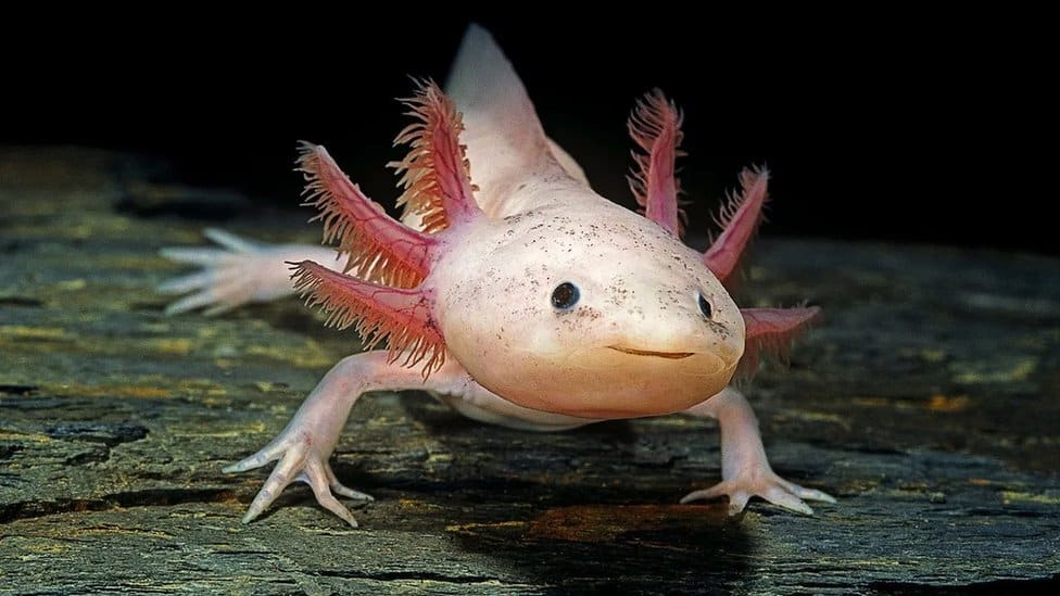 Aksolotl - tip salamandera