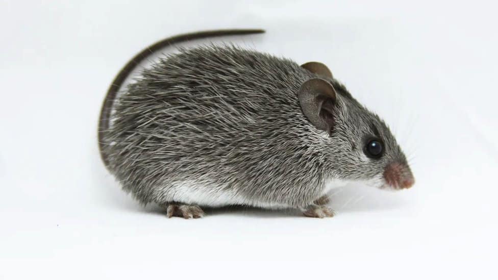 afrički bodljikav miš