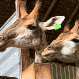 Životinje i Brazil: Šta se krije iza smrti beba žirafa u zoo vrtu 5