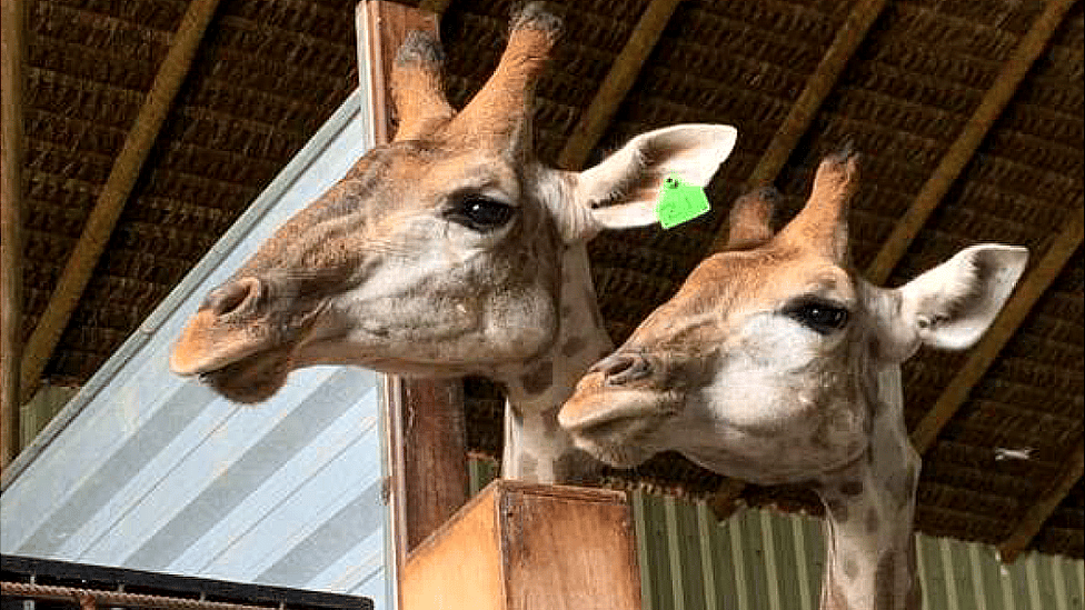 Two giraffes held in captivity in Rio de Janeiro