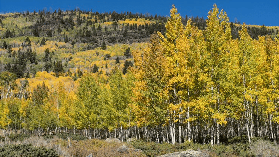 The Pando tree at Fishlake National Forest, in the US