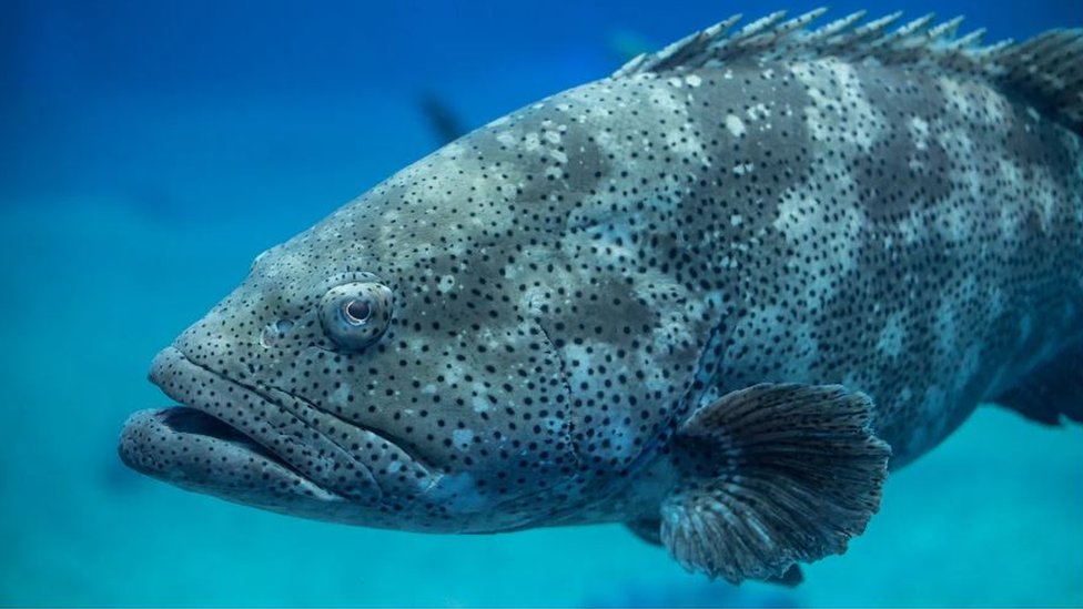 Životinje i obaveštajne službe: Zašto američka vojska osluškuje škampe 3 Glasna teritorijalna oglašavanja golijat škarpina mogu da služe kao podvodni lavež pasa koji može da uzbuni svakog ko prati da li nailaze uljezi