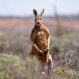 Životinje i Australija: Kengur ubio muškarca koji ga je čuvao 5