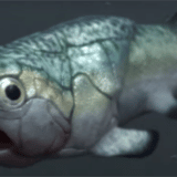 Australija, nauka i životinje: U fosilu praistorijske ribe pronađeno najstarije srce 6