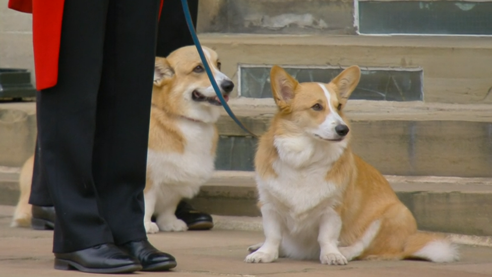 Kraljica Elizabeta Druga: Poni Ema, korgiji i drugi lični detalji na sahrani 2 The Queen's corgis