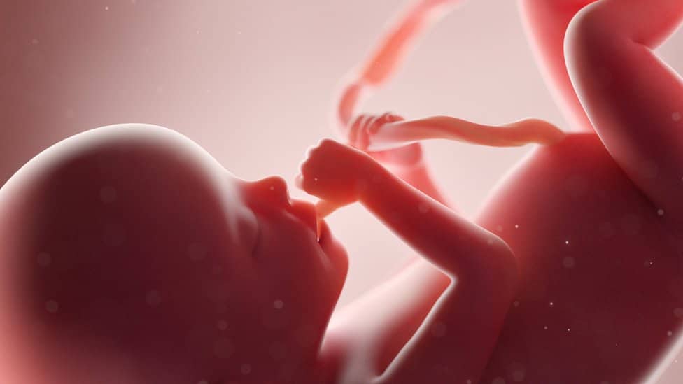 Foetus in womb