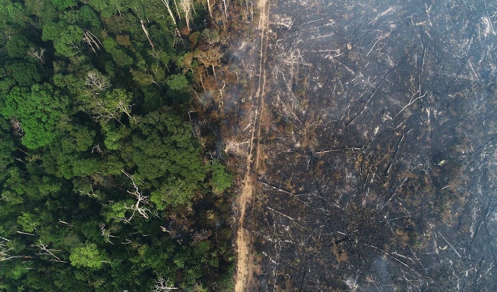 A scorched area in the Amazon lies by a green area