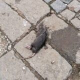 Uginuli pacovi na ulicama u centru Vranja 1