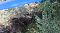 Smeće na obali Vranjske reke, nedaleko od Medicinske škole 3