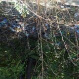 Smeće na obali Vranjske reke, nedaleko od Medicinske škole 12