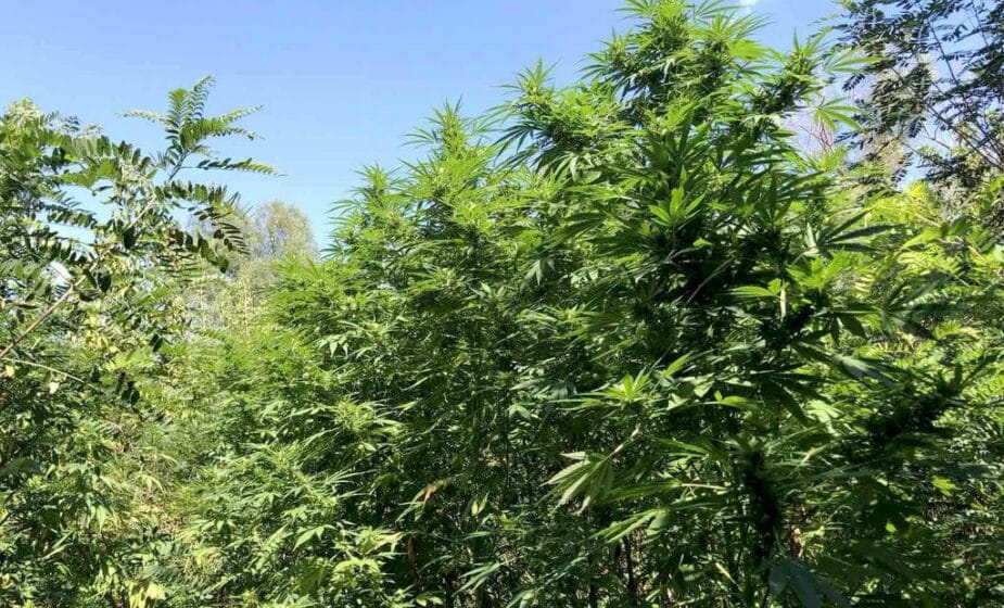 MUP: Kod Kruševca pet zasada indijske konoplje, uhapšene dve osobe 1