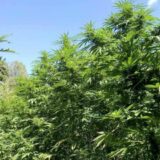 MUP: Kod Kruševca pet zasada indijske konoplje, uhapšene dve osobe 3